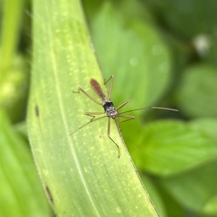 Phaenacantha australiae