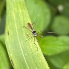 Phaenacantha australiae