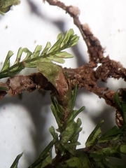 Plagiochila trispicata