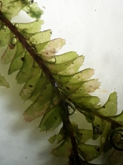 Plagiochila trispicata