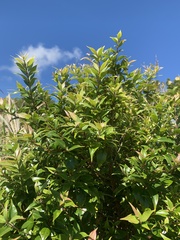 Decaspermum fruticosum