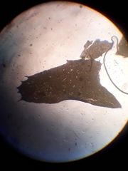 Plagiochila trispicata