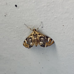 Margarosticha repetitalis
