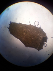 Plagiochila trispicata