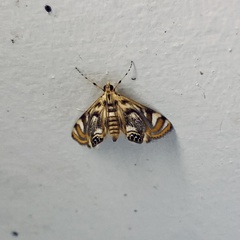 Margarosticha repetitalis