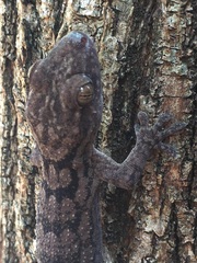 Blaesodactylus sakalava