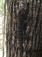 Blaesodactylus sakalava