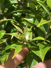 Decaspermum fruticosum