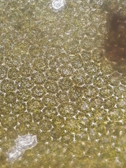 Plagiochila trispicata