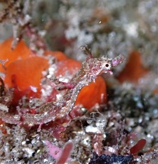 Idiotropiscis lumnitzeri