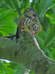 Glaucidium tephronotum medje