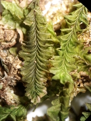 Plagiochila annotina