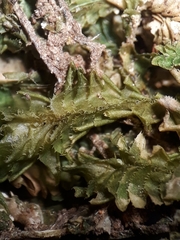 Plagiochila annotina