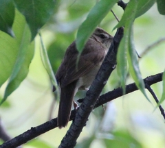 Acrocephalus schoenobaenus