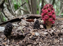 Bdallophytum oxylepis