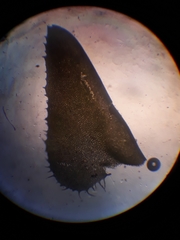 Plagiochila annotina