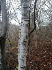 Havardia campylacantha