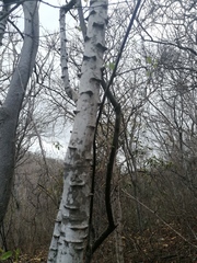 Havardia campylacantha