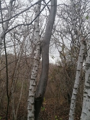 Havardia campylacantha