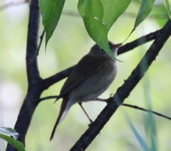 Acrocephalus schoenobaenus
