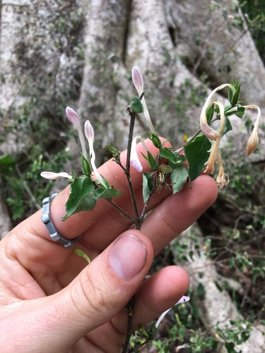 Isoglossa laxa image