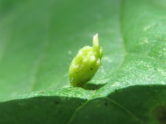 Phytoptus