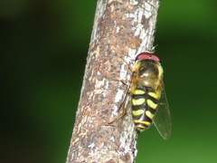 Lapposyrphus lapponicus