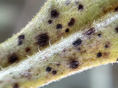 Puccinia jaceae solstitialis