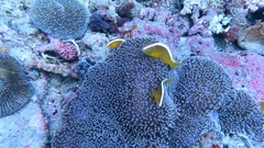 Amphiprion sandaracinos