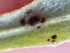Puccinia jaceae solstitialis