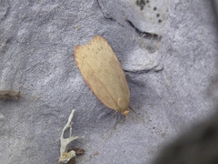 Phaeosaces coarctatella