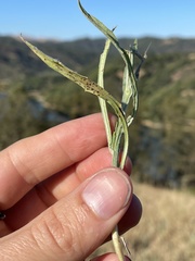Puccinia jaceae solstitialis