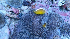 Amphiprion sandaracinos