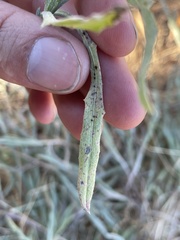 Puccinia jaceae solstitialis