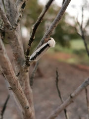 Oenosandra boisduvalii