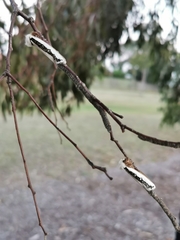 Oenosandra boisduvalii