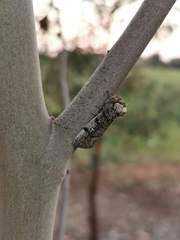 Oenosandra boisduvalii