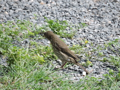 Haemorhous mexicanus