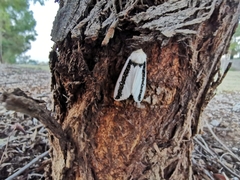 Oenosandra boisduvalii