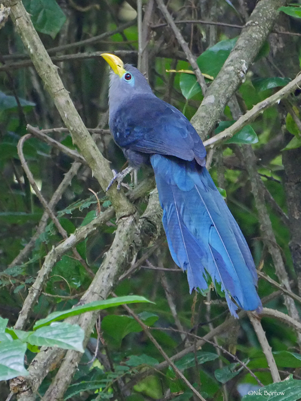 Blue Malkoha
