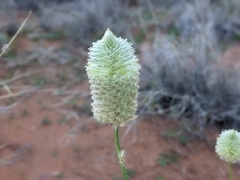 Ptilotus xerophilus