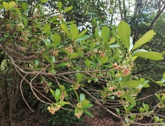 Ternstroemia