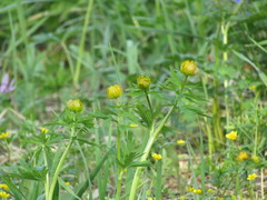 Trollius asiaticus