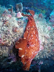 Aplysia extraordinaria