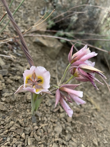 Image of Calochortus persistens by (c) Dee Shea Himes, some rights reserved (CC BY)