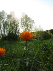 Trollius asiaticus