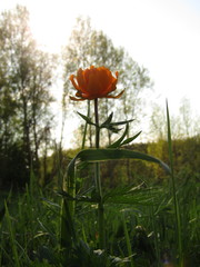 Trollius asiaticus