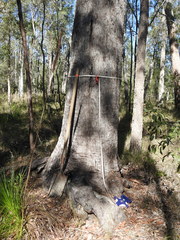 Eucalyptus exserta