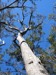 Eucalyptus exserta
