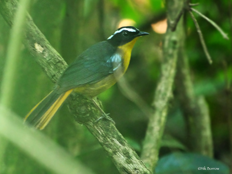 Blue-Shouldered Robin-Chat